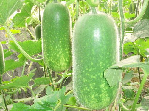 399.39cn吃瓜网,热门话题背后的真相与趣味