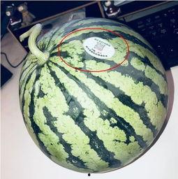 网红饭店吃瓜,揭秘美食背后的故事与争议