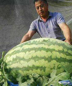 吃瓜网经典大瓜,吃瓜网独家爆料，真相令人震惊！