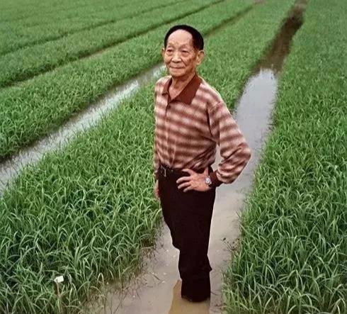 吃瓜爆料袁隆平图片高清