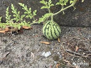 网络网红吃瓜,娱乐圈幕后真相曝光